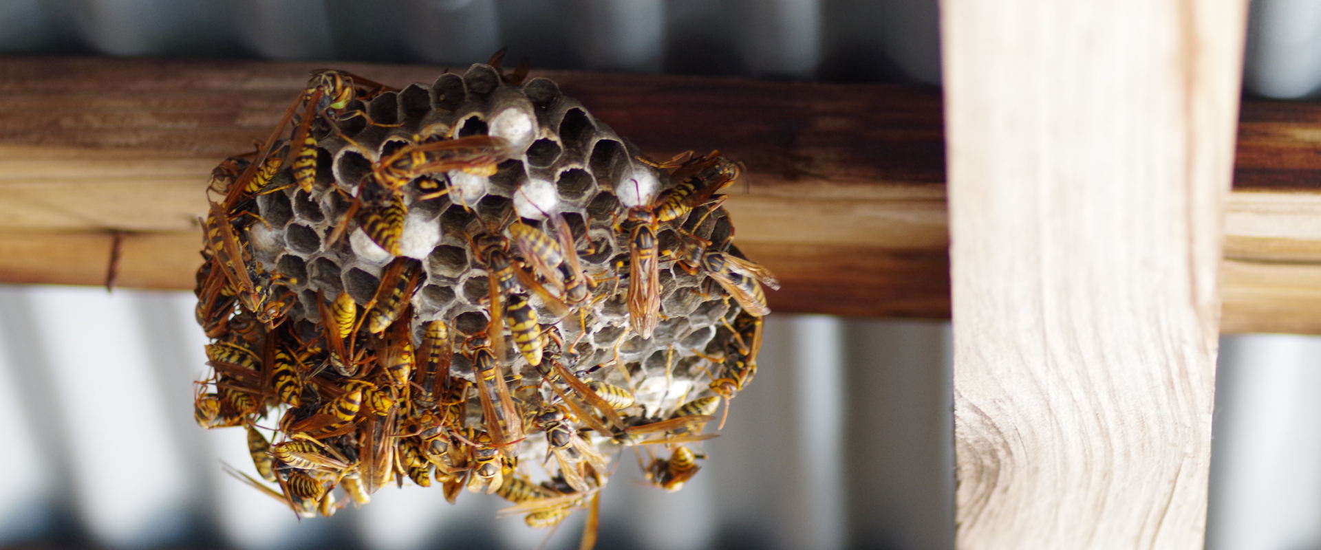 Bees on the roof beams